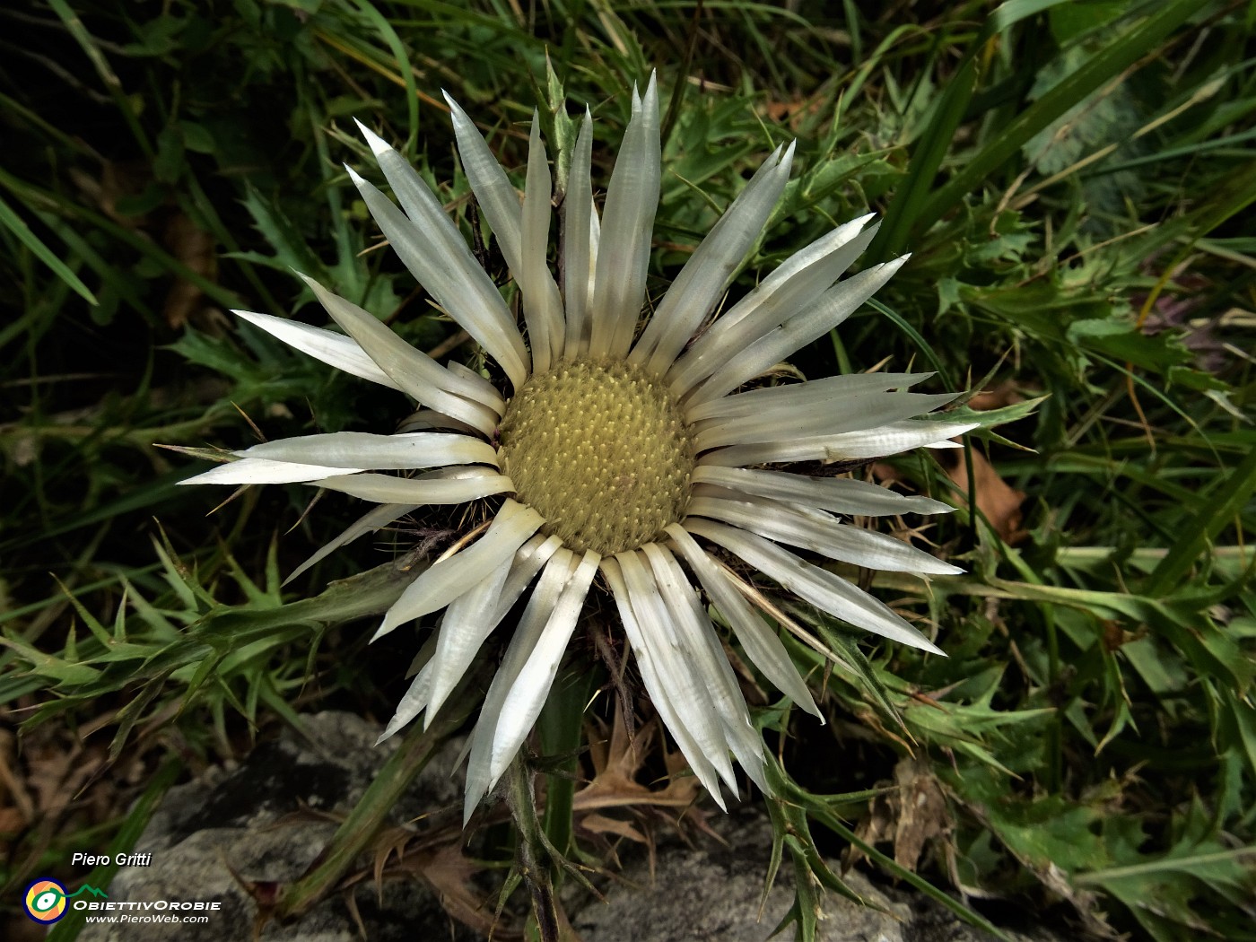 67 Carlina bianca (Carlina acaulis) .JPG